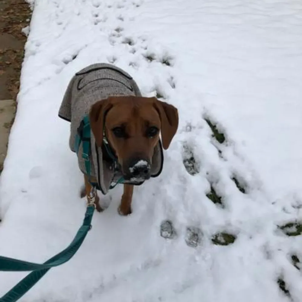 dog snowsuit