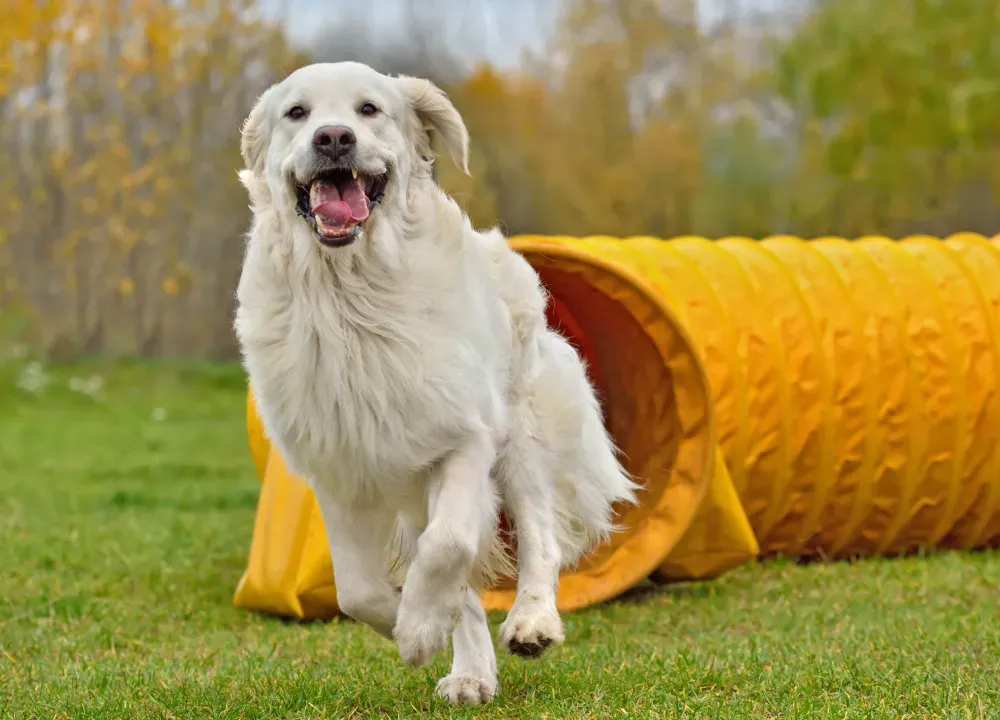 dog agility tunnel