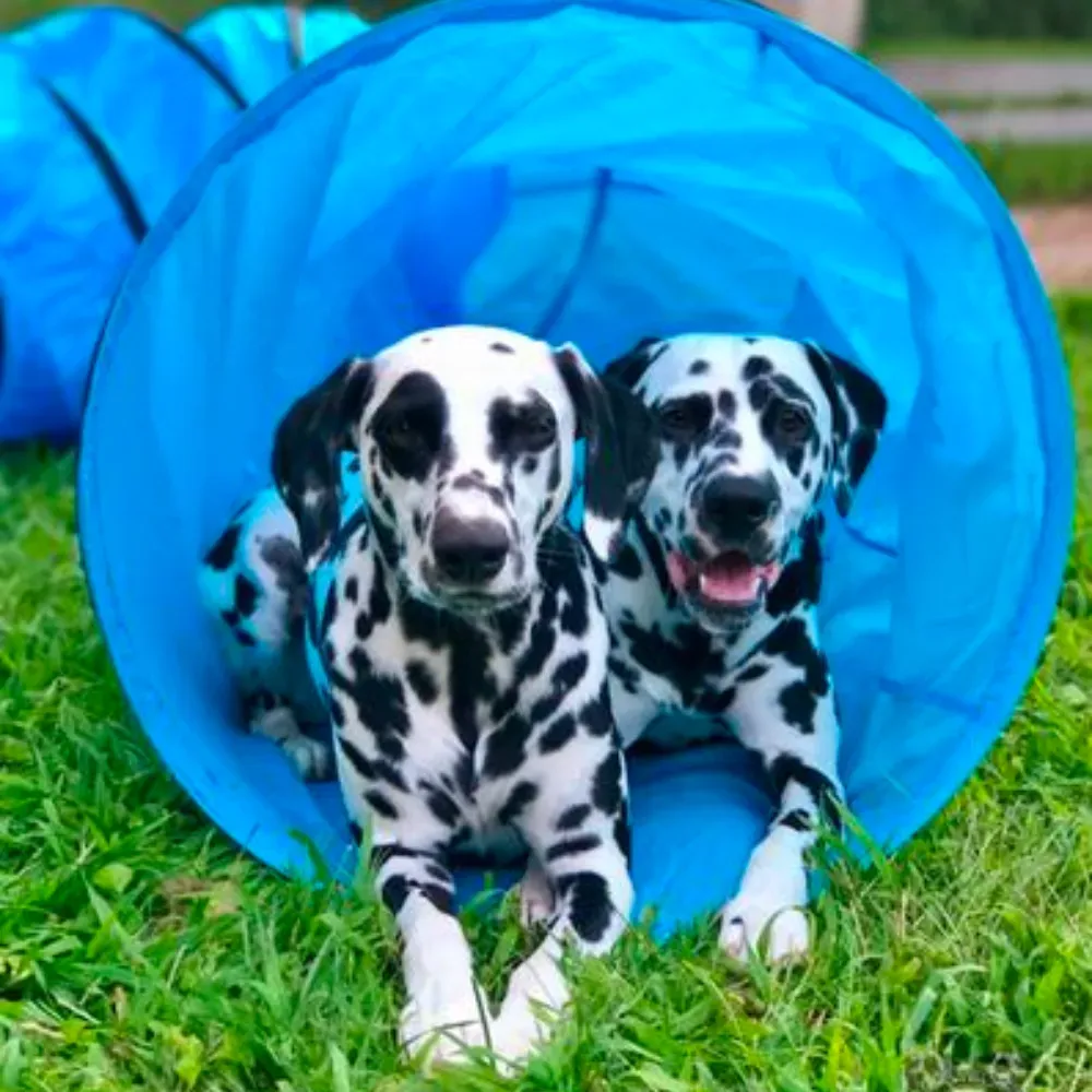 dog agility tunnel