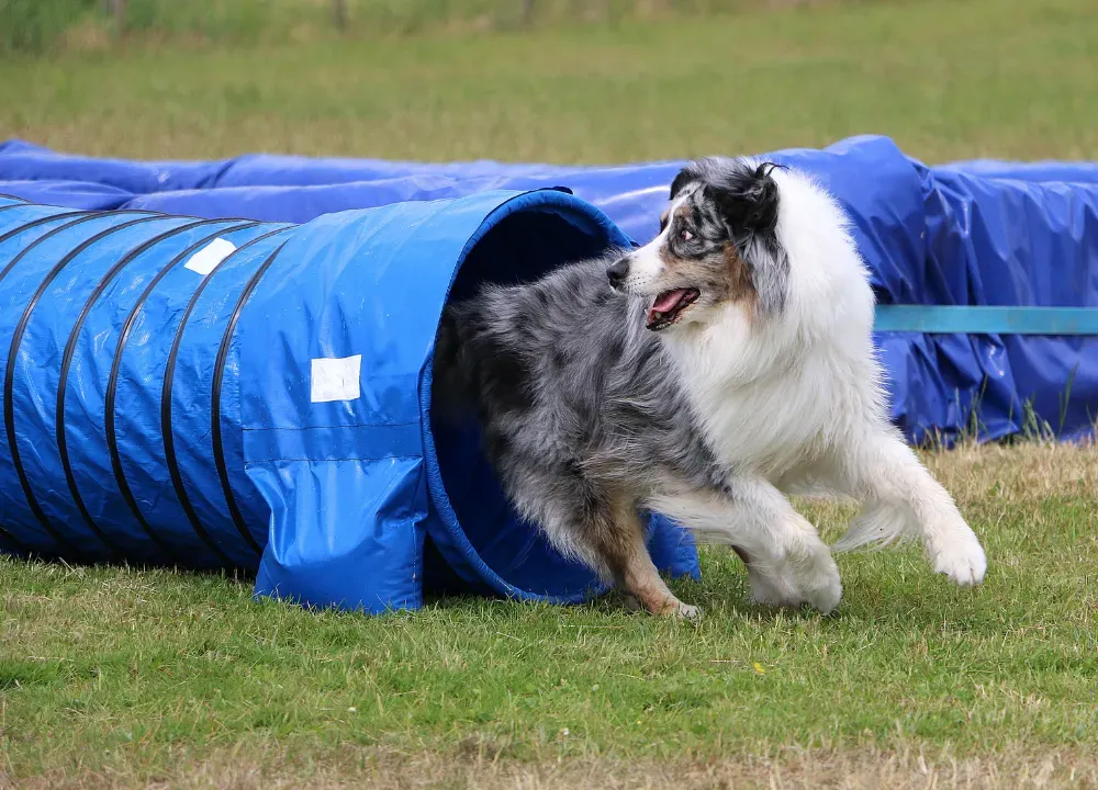 dog agility tunnel