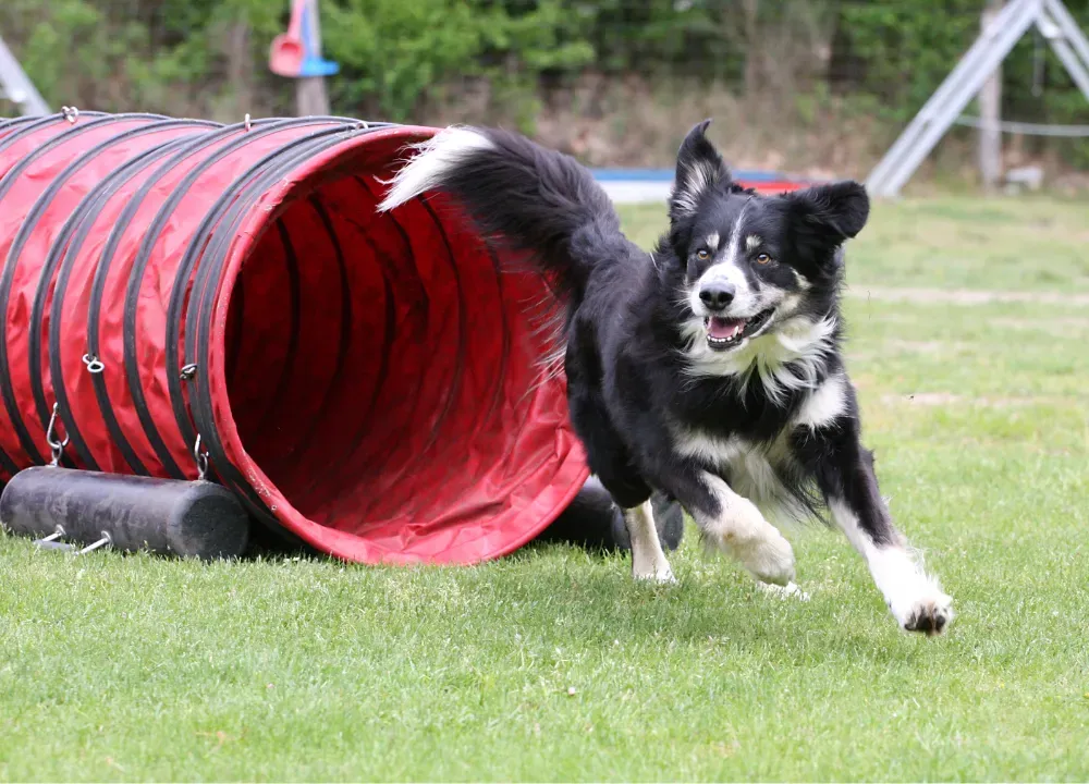 dog agility tunnel