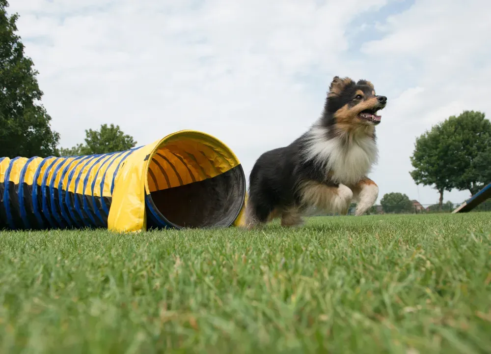 dog agility tunnel