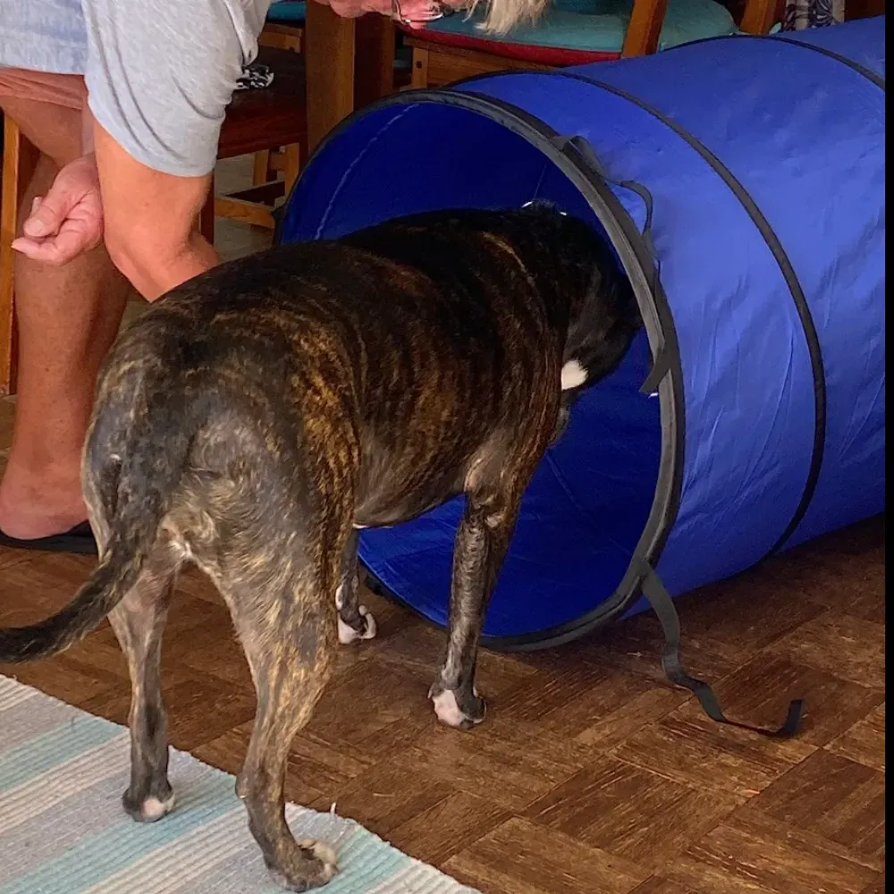 dog agility tunnel