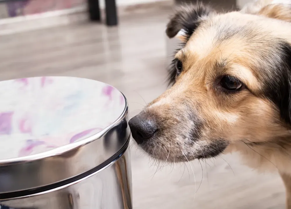 Dog Proof Trash Can