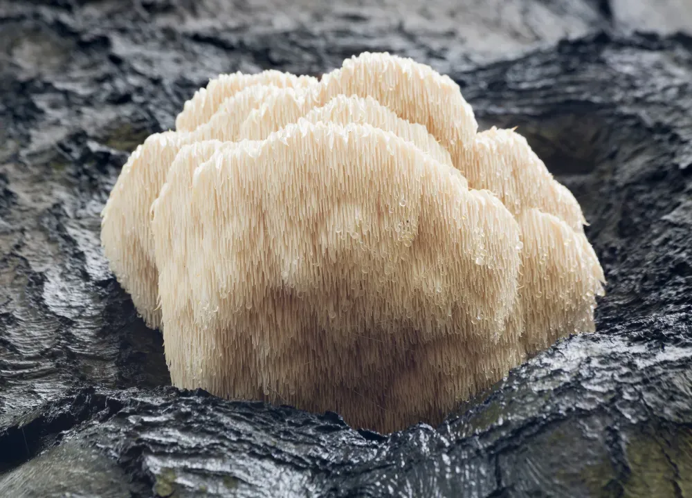 logs growing lion's Mane