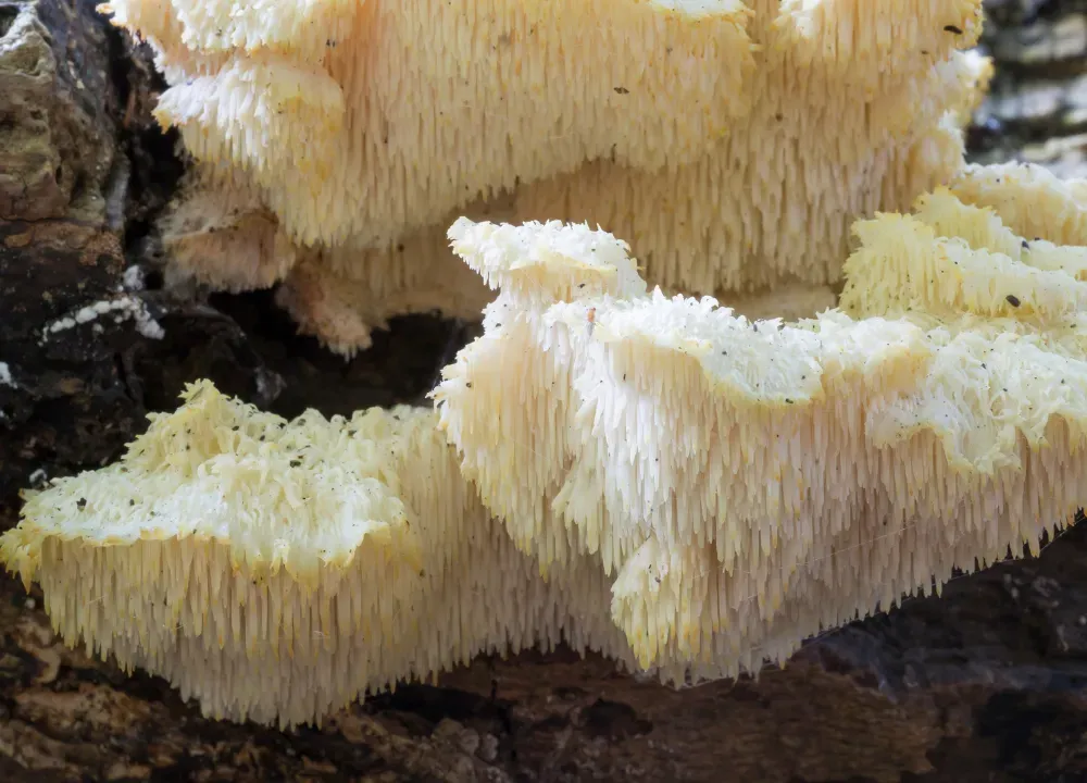 logs growing lion's Mane