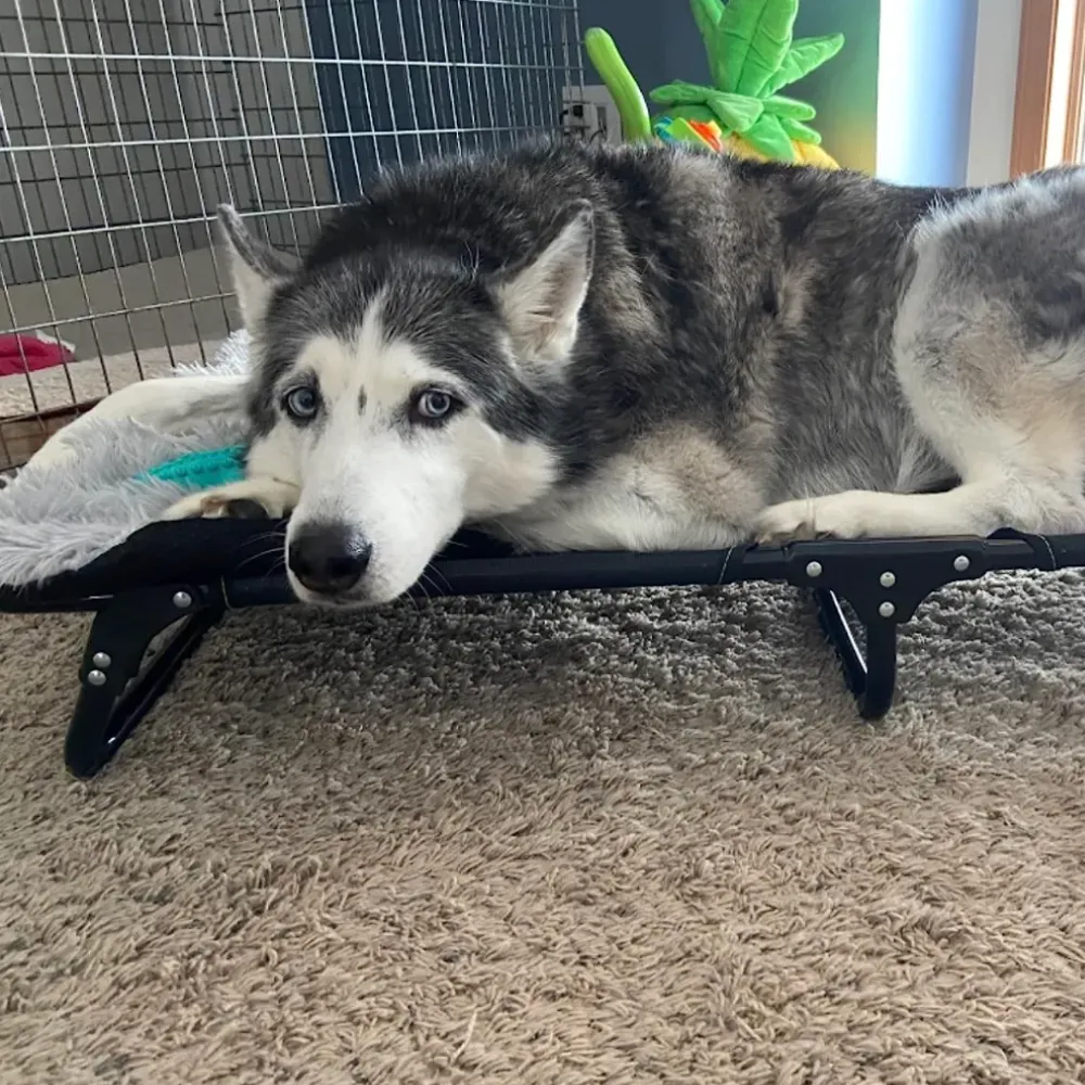 travel dog bed