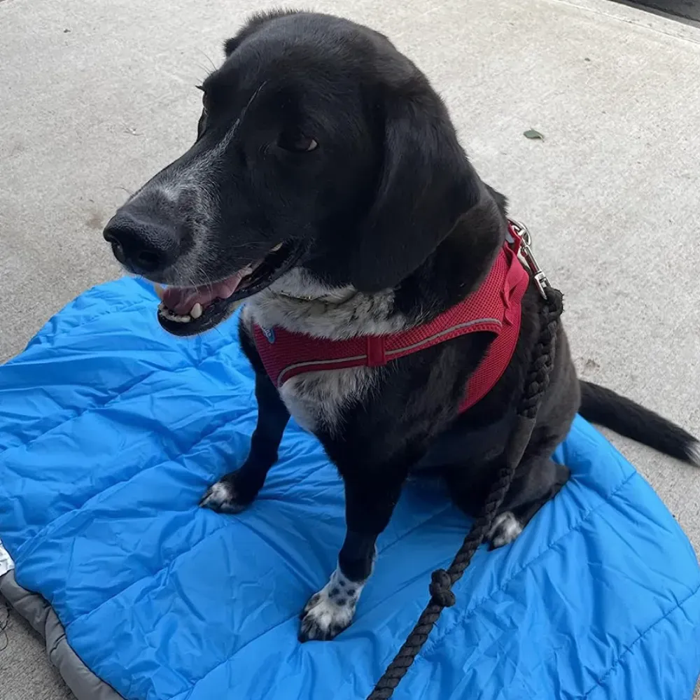 travel dog bed