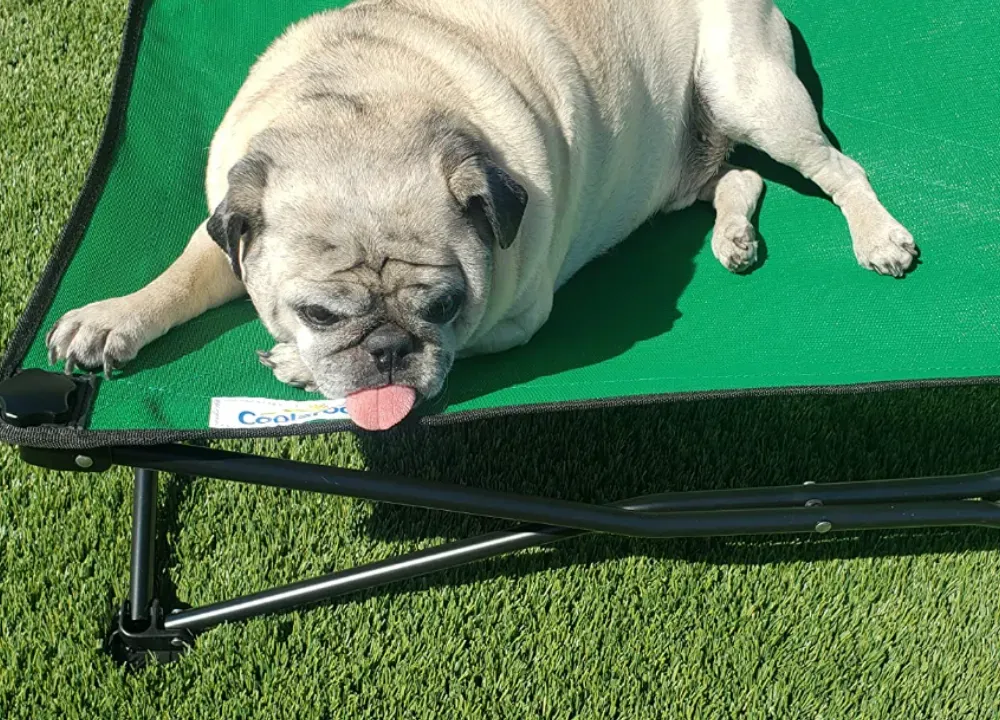 travel dog bed