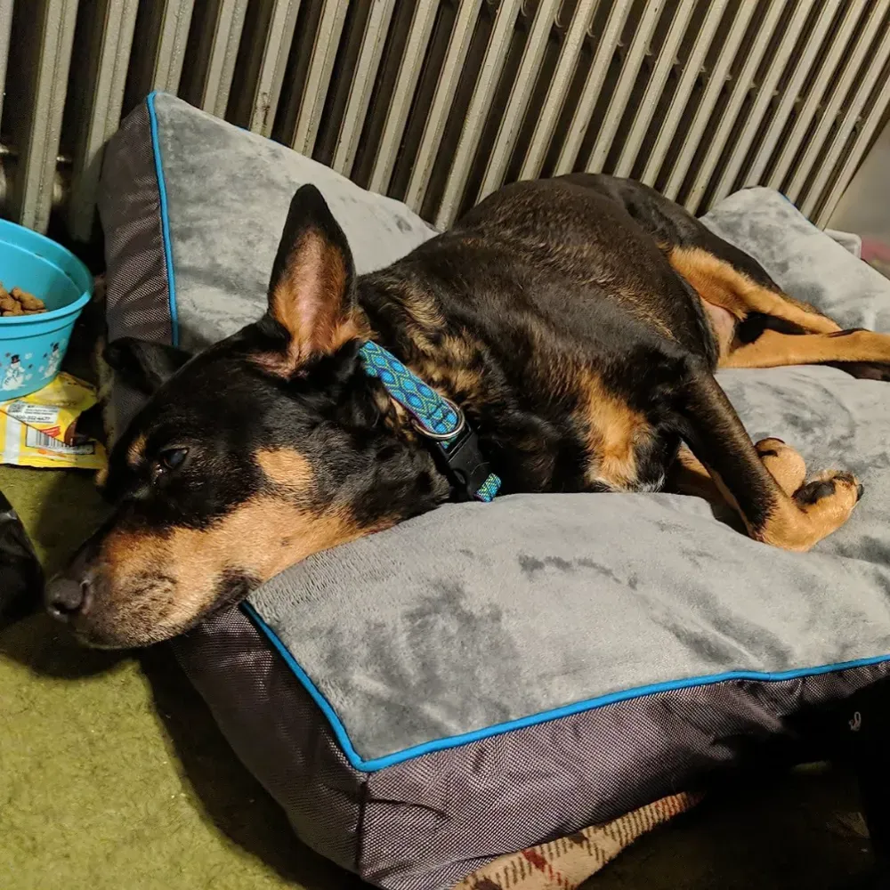 travel dog bed