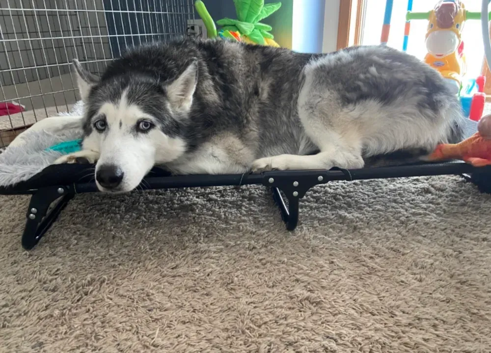 travel dog bed