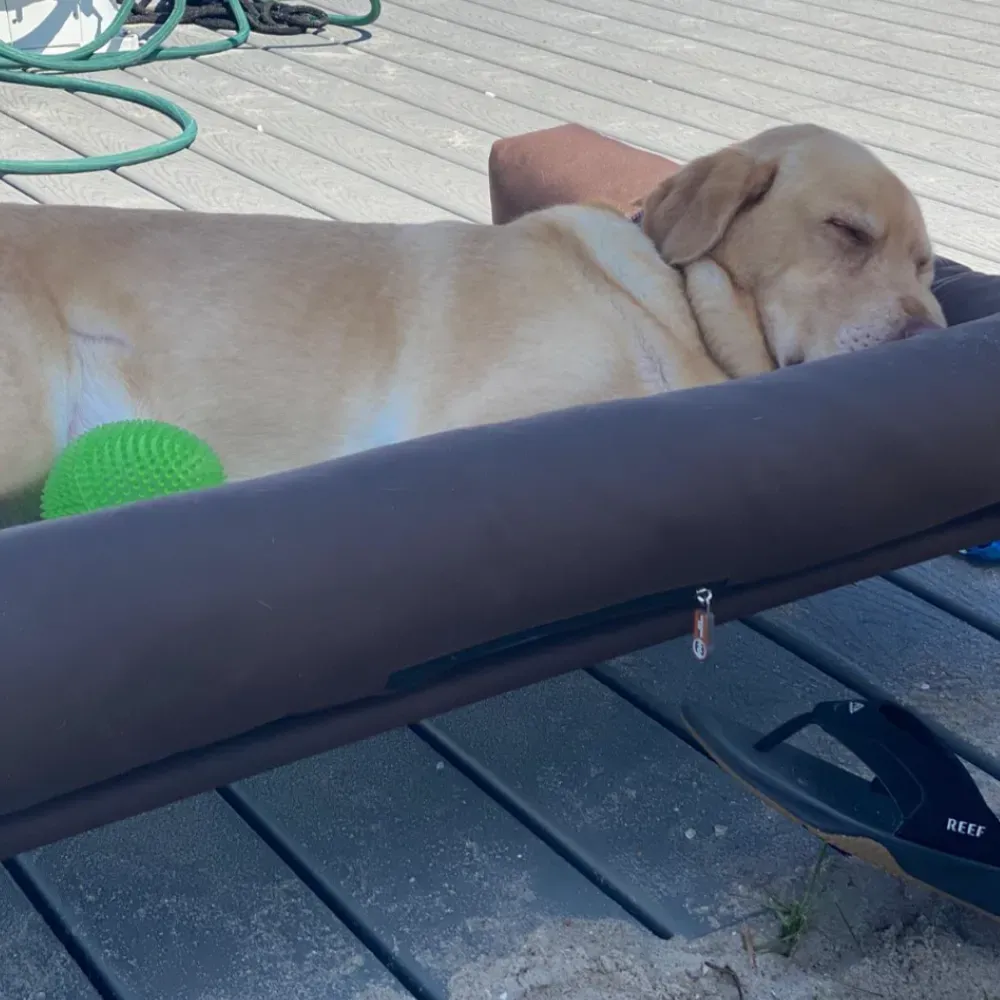 travel dog bed