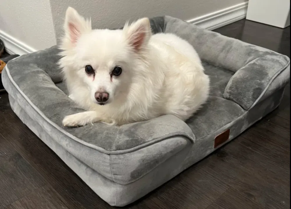 travel dog bed