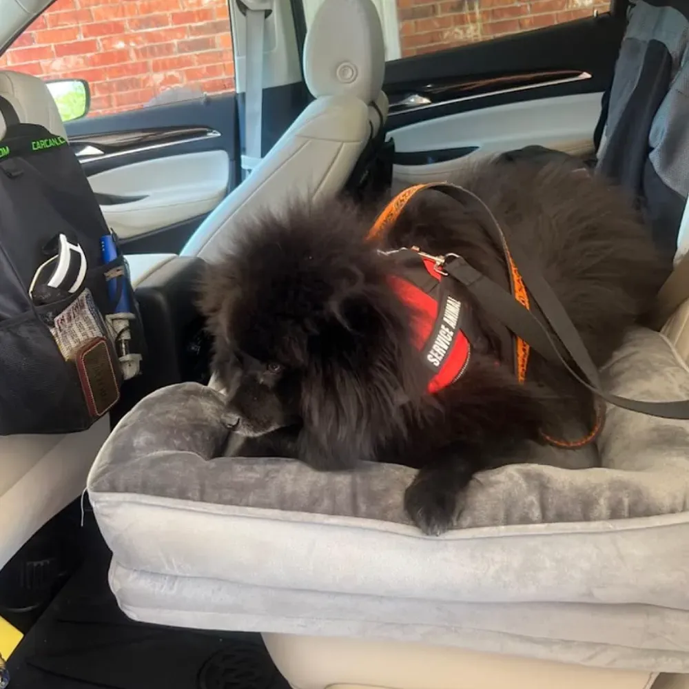 travel dog bed