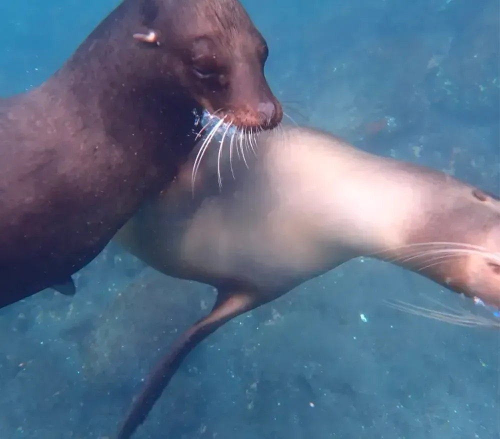 Underwater camera for snorkeling webp