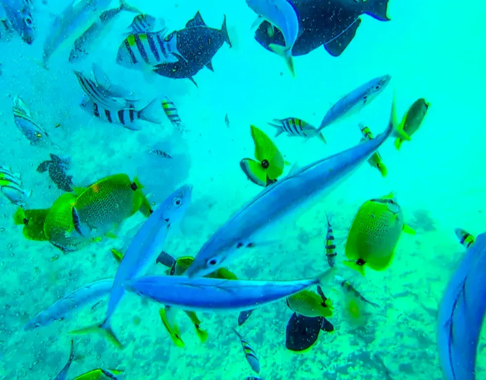 Underwater camera for snorkeling