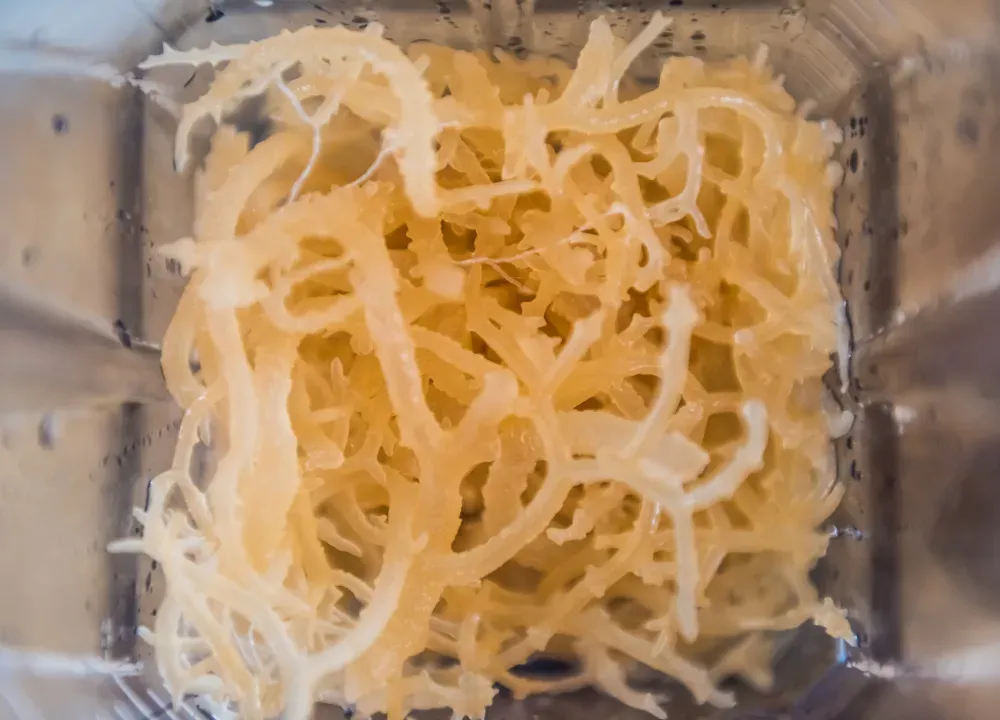 What are the top 10 benefits of sea moss?