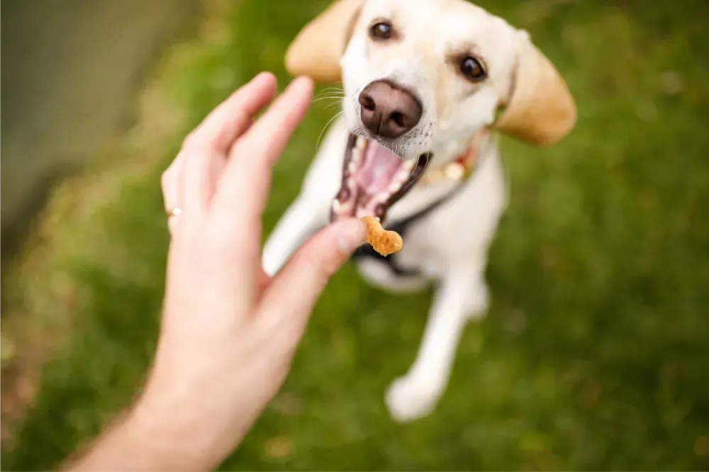 what treats can i give my diabetic dog