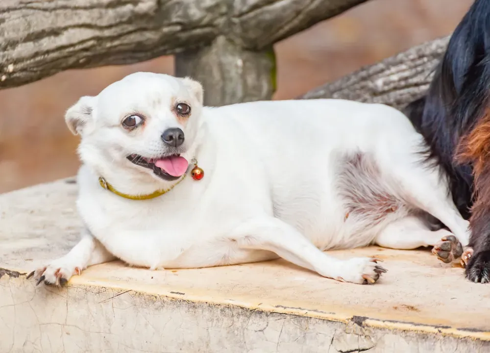 The Ultimate Guide To Treats For Dogs With Diabetes budget-friendly-diabetic-dog-food-dog-pricing