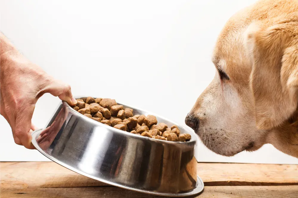 what treats can i give my diabetic dog
