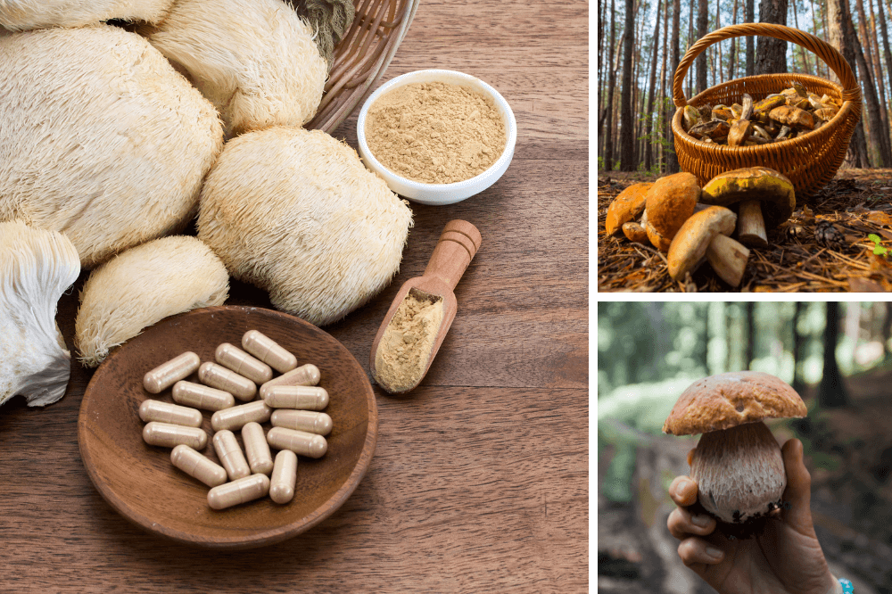 Exploring the Health Benefits of Mushroom Supplements