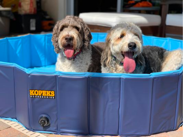 Dive Into Fun: The 5 Best Dog Swimming Pools for Your Furry Friend!
